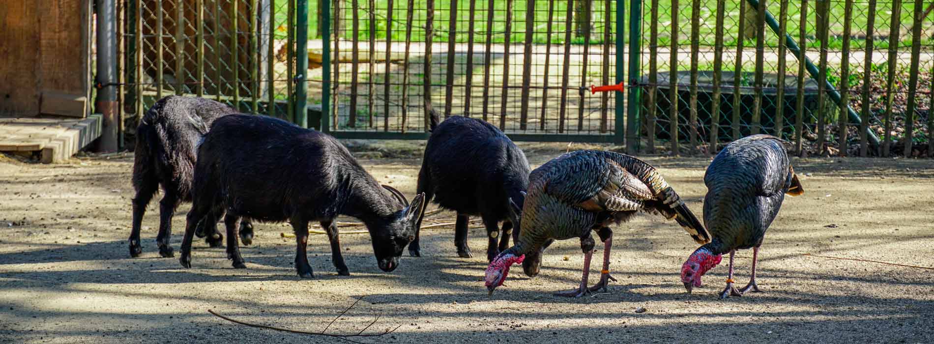 camping parc animalier Ardèche