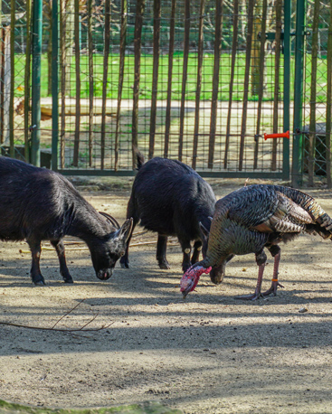 camping parc animalier