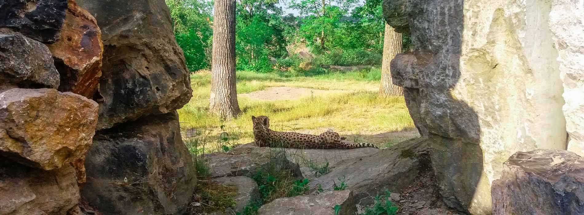 camping Ardèche par animalier