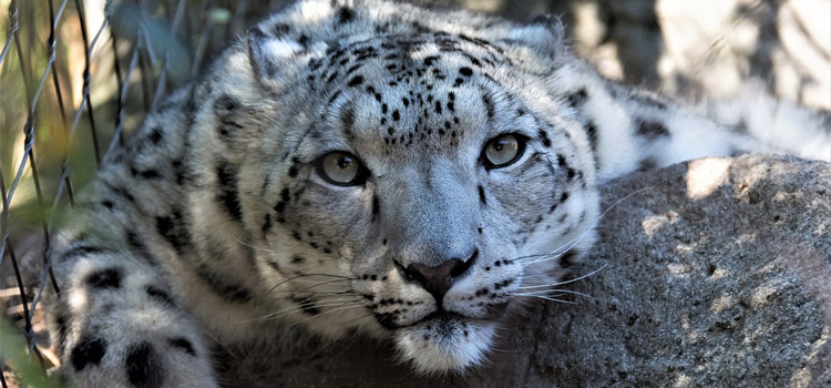 Découvrir le safari de Peaugres en Ardèche