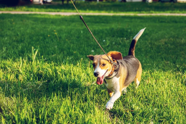 chien camping Ardèche