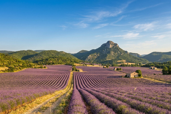 Lavande en Ardeche